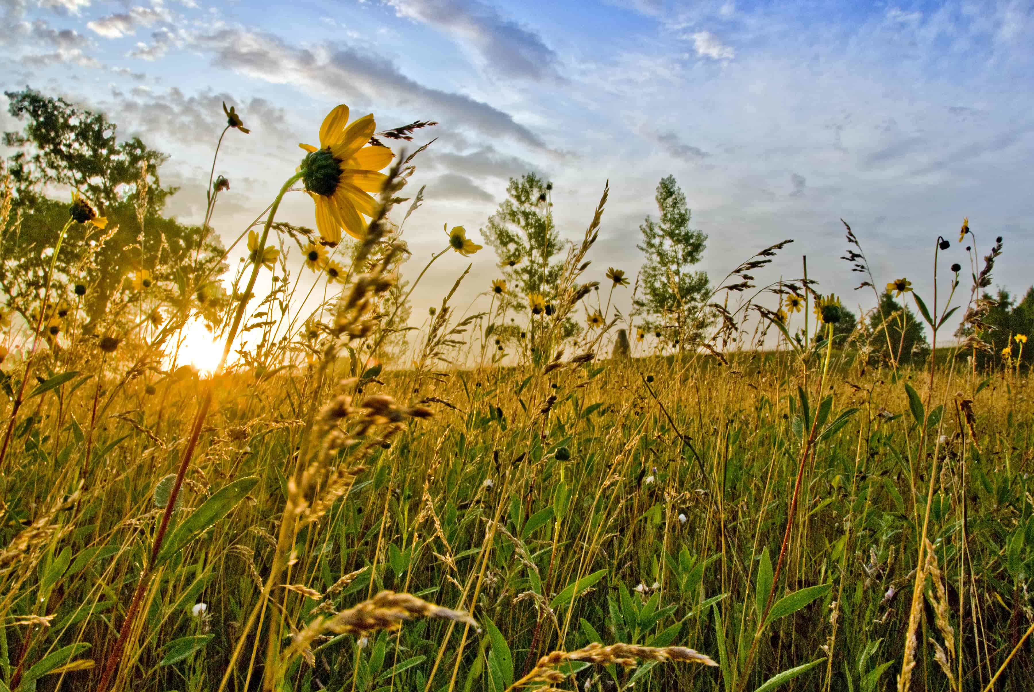 Wildflowers in field with sunset