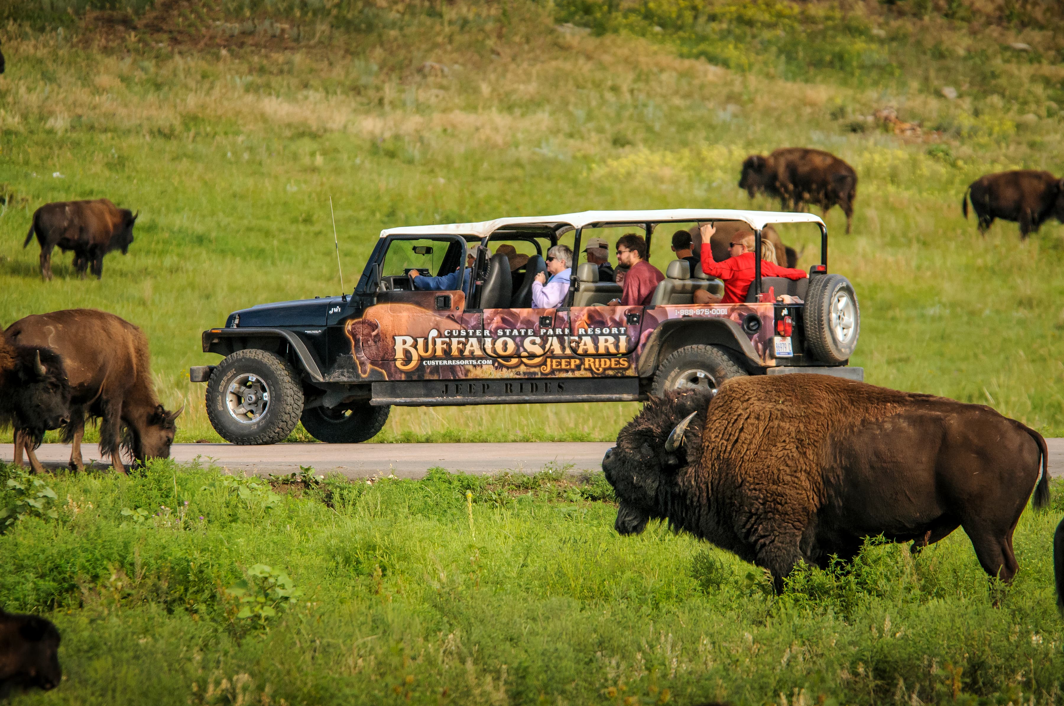 Custer State Park, Bison, Jeep rides