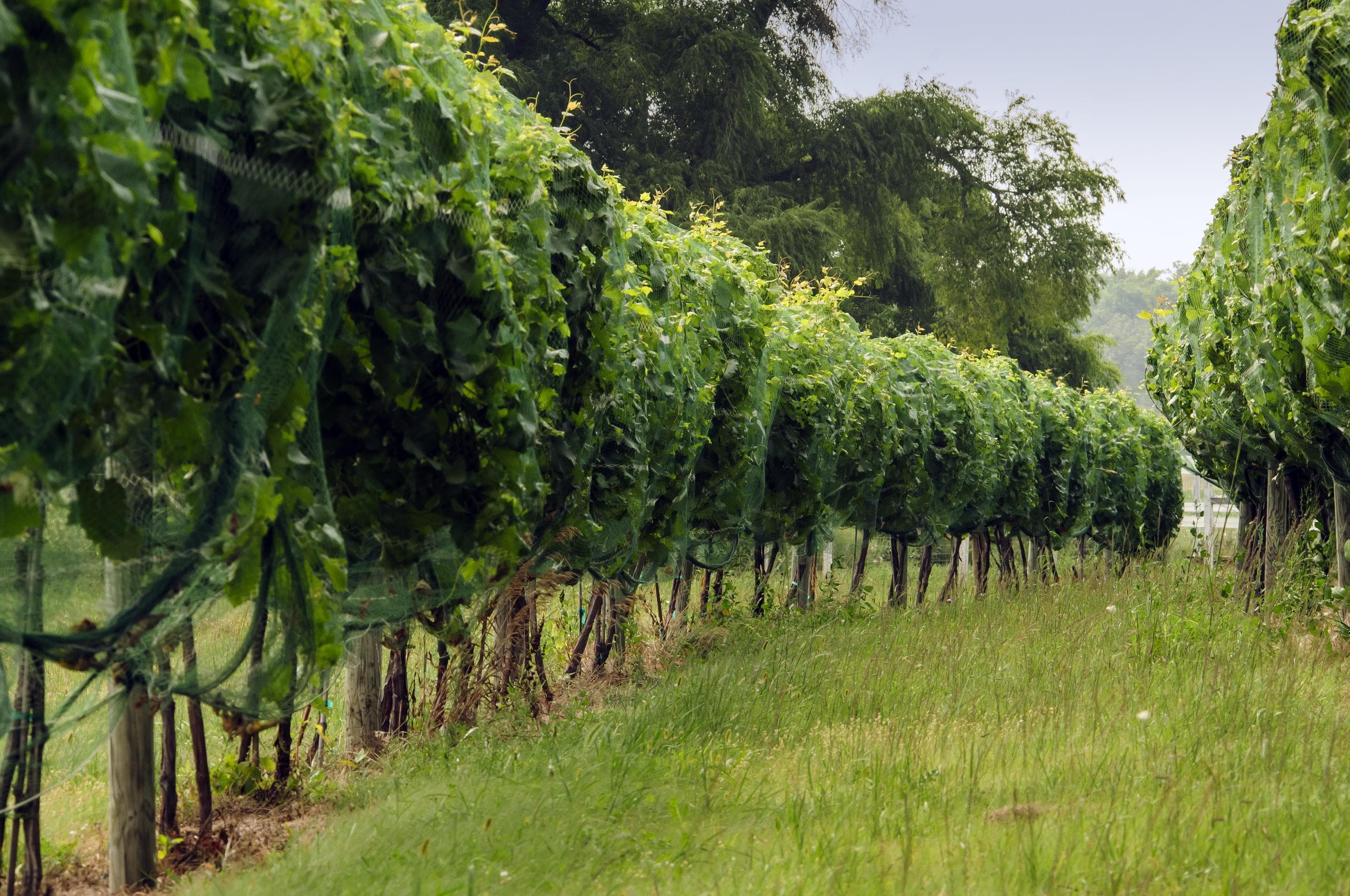 Tucker's Walk Winery 