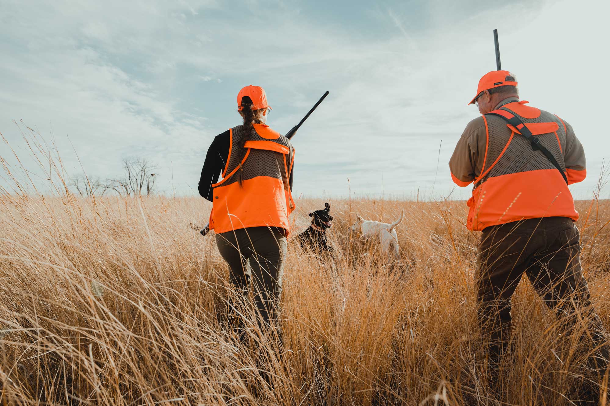 Pheasant hunters in the field with dogs
