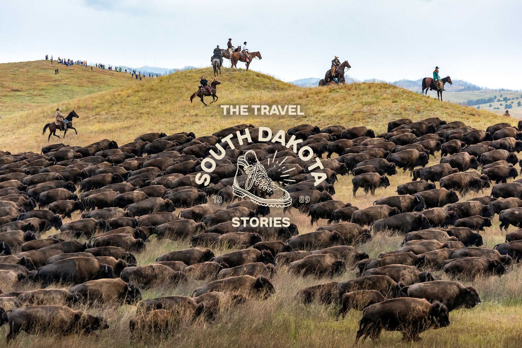 Custer State Park Buffalo Roundup