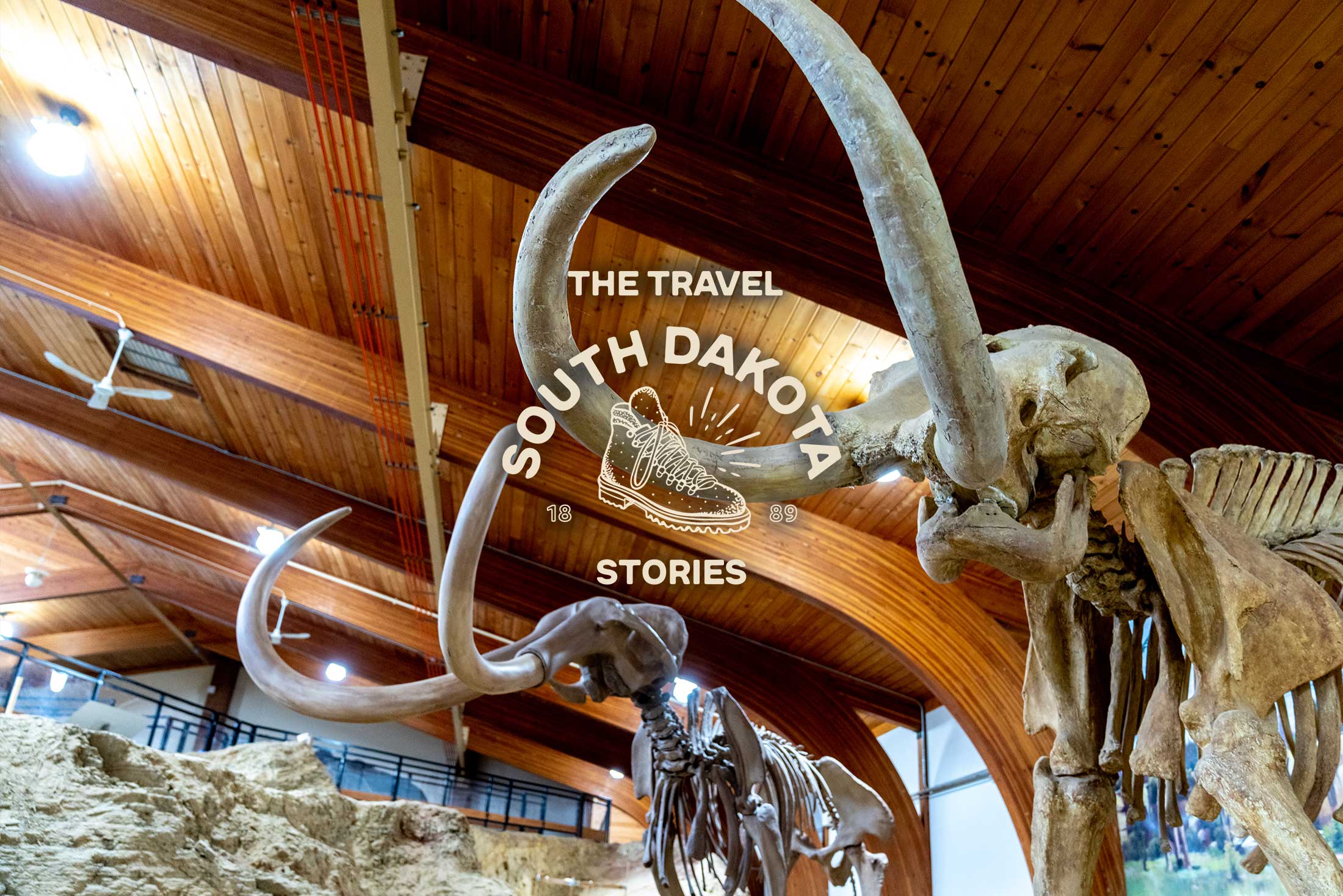 Two mammoth skeletons with long, curving tusks are displayed at The Mammoth Site in Hot Springs, South Dakota.