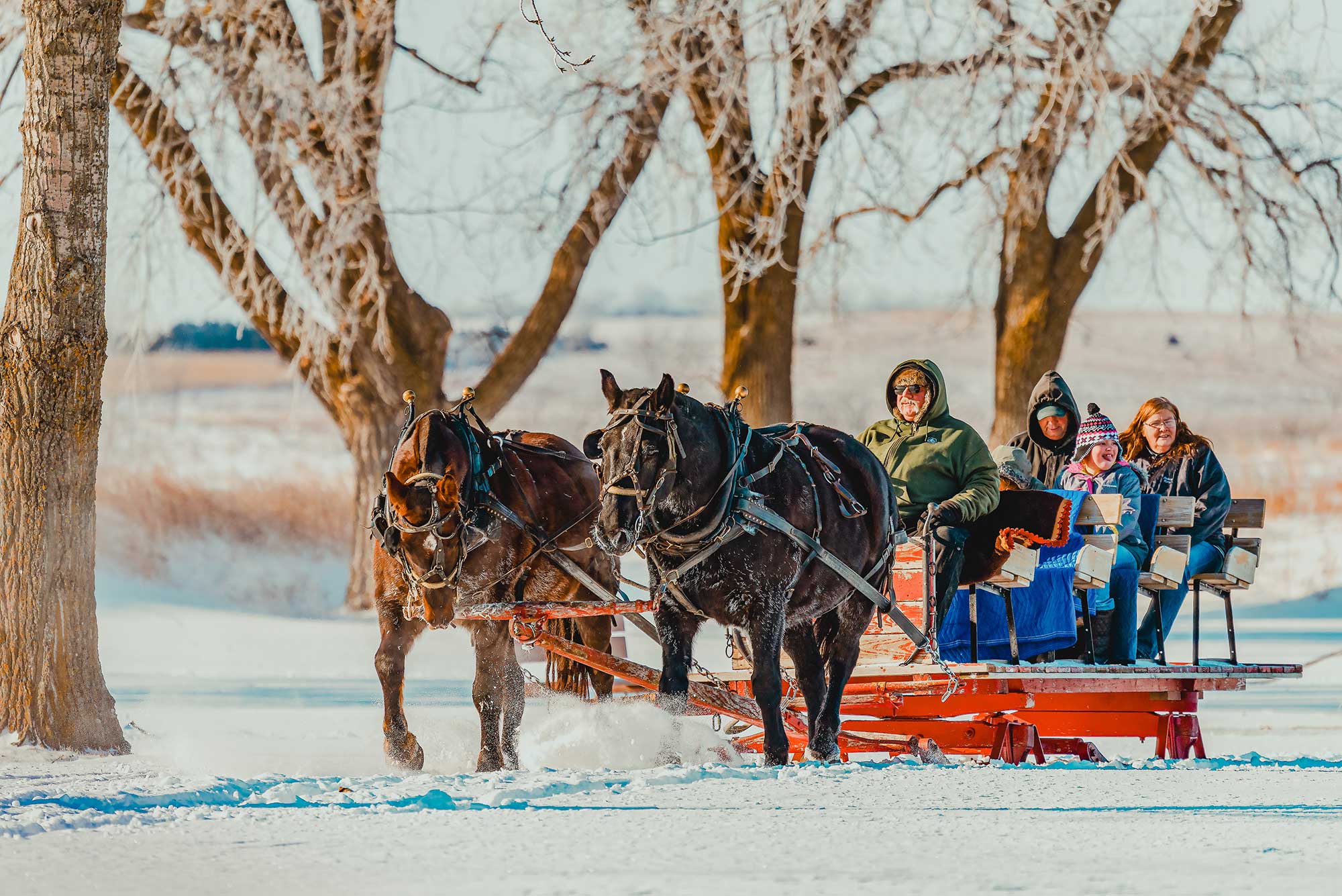 Horses pull a sleigh at Fort Sisseton Historic State Park in South Dakota
