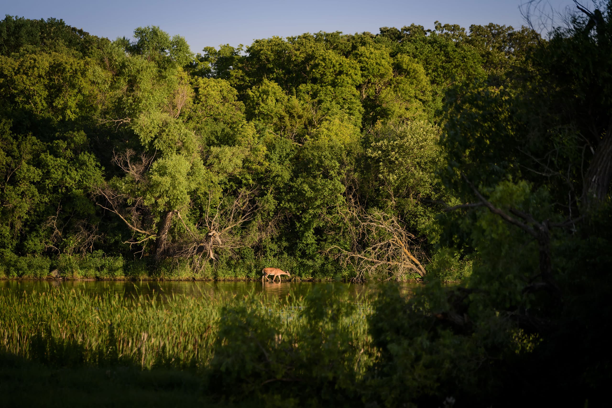 Deer on Water