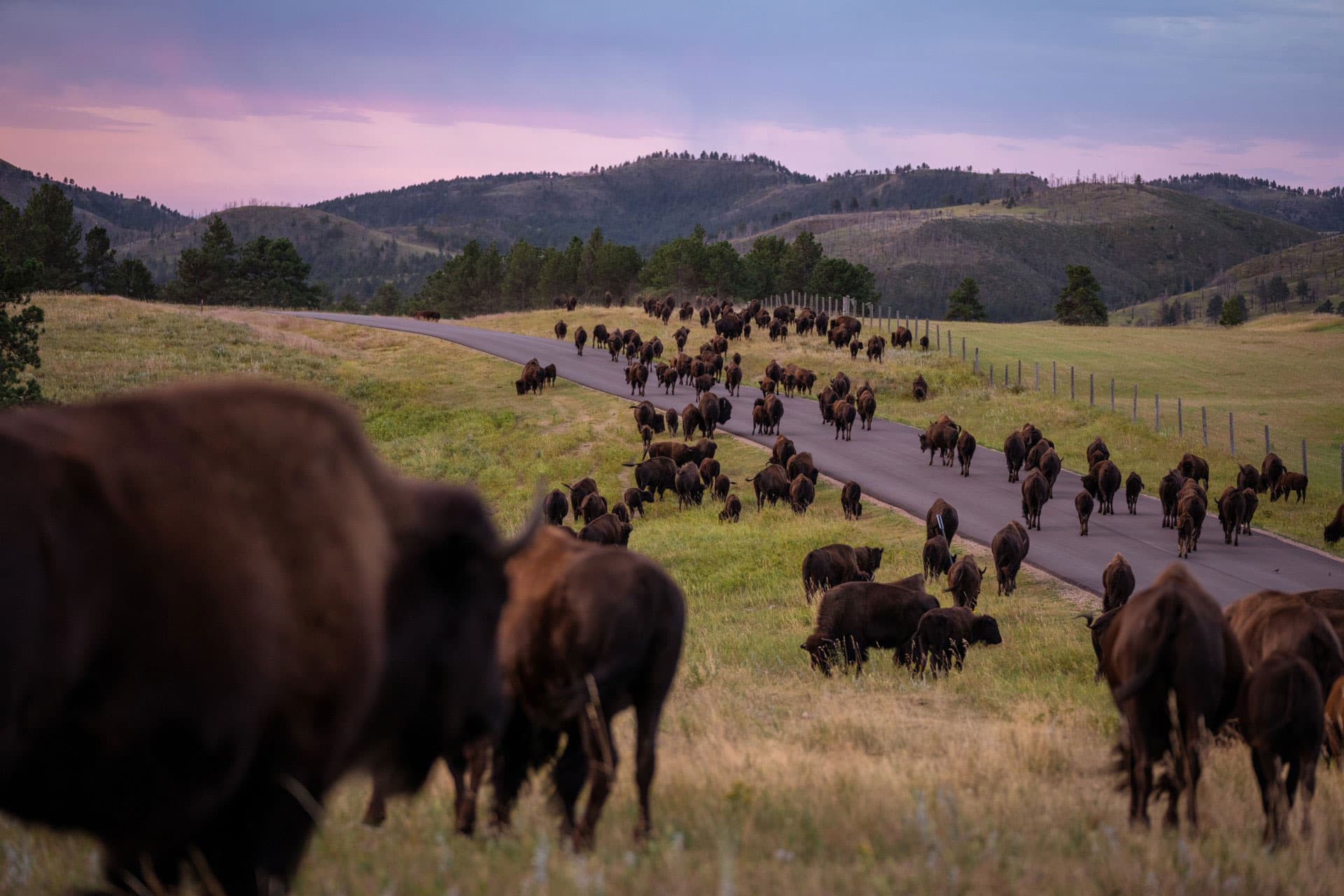 A large herd of American bison graze along the Wildlife Loop State Scenic Byway in Custer State Park, South Dakota.