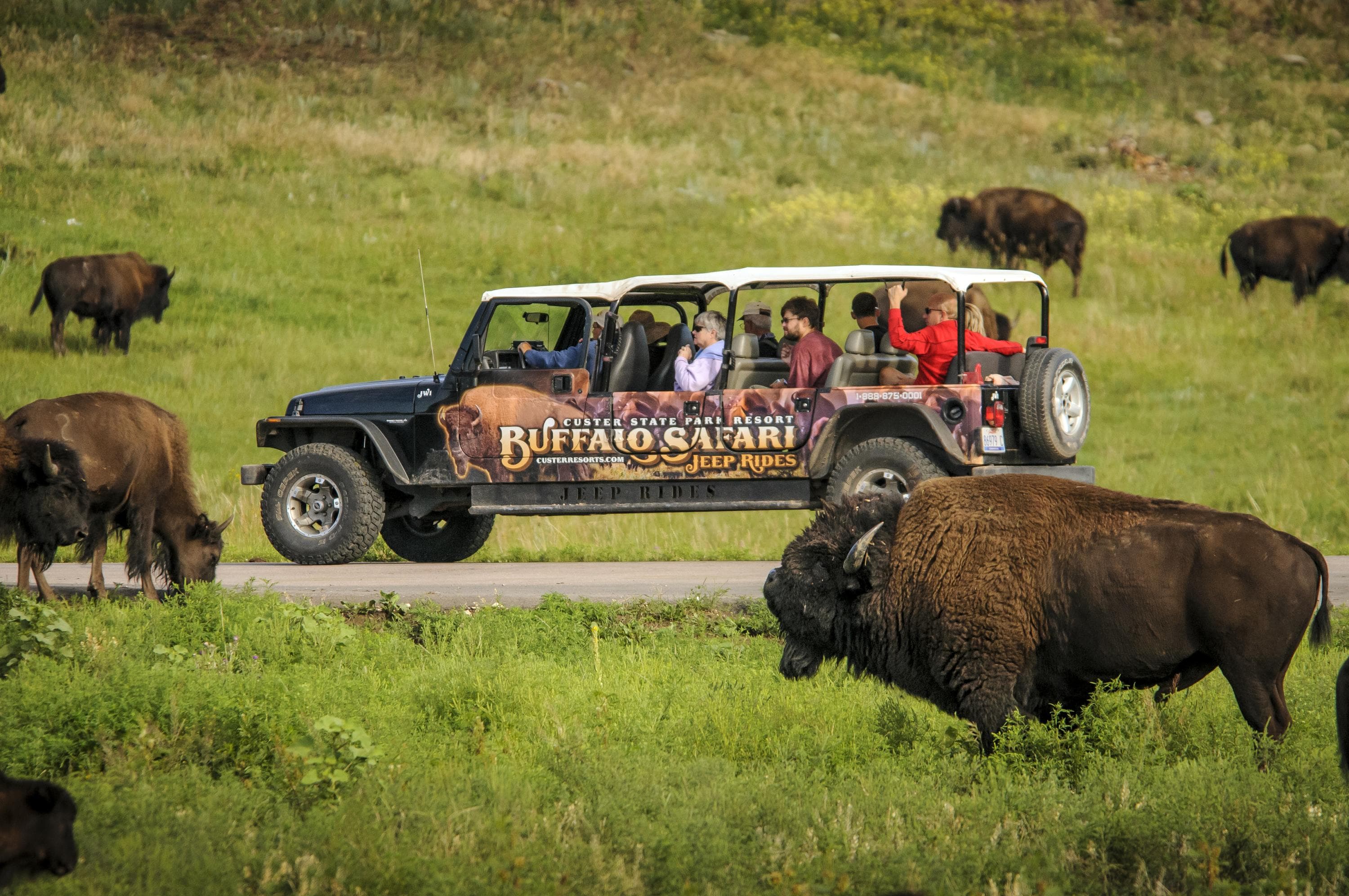 People inside a wildlife jeep ride tour surrounded by buffalos in Custer, South Dakota.