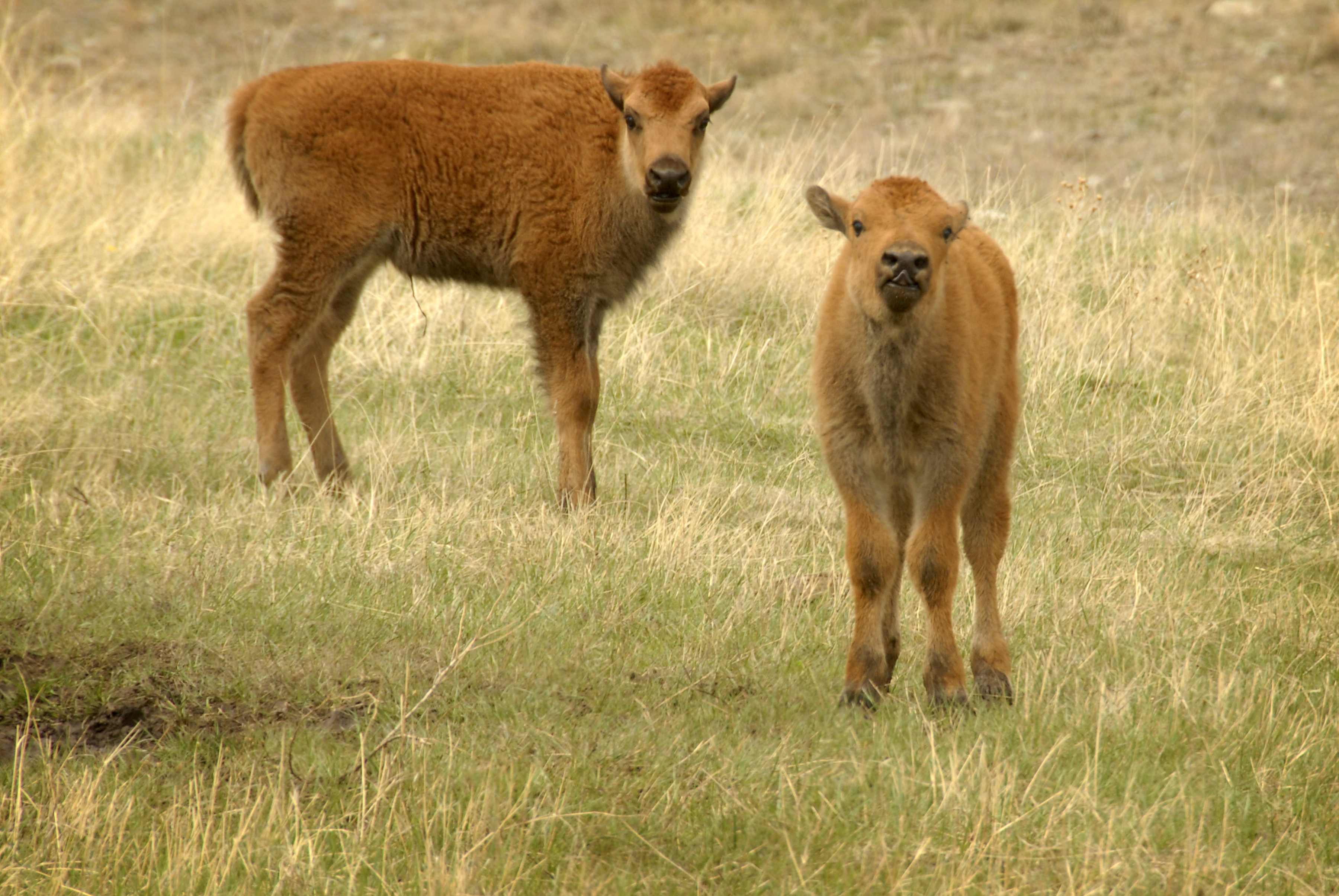 Spotting Baby | Travel Dakota