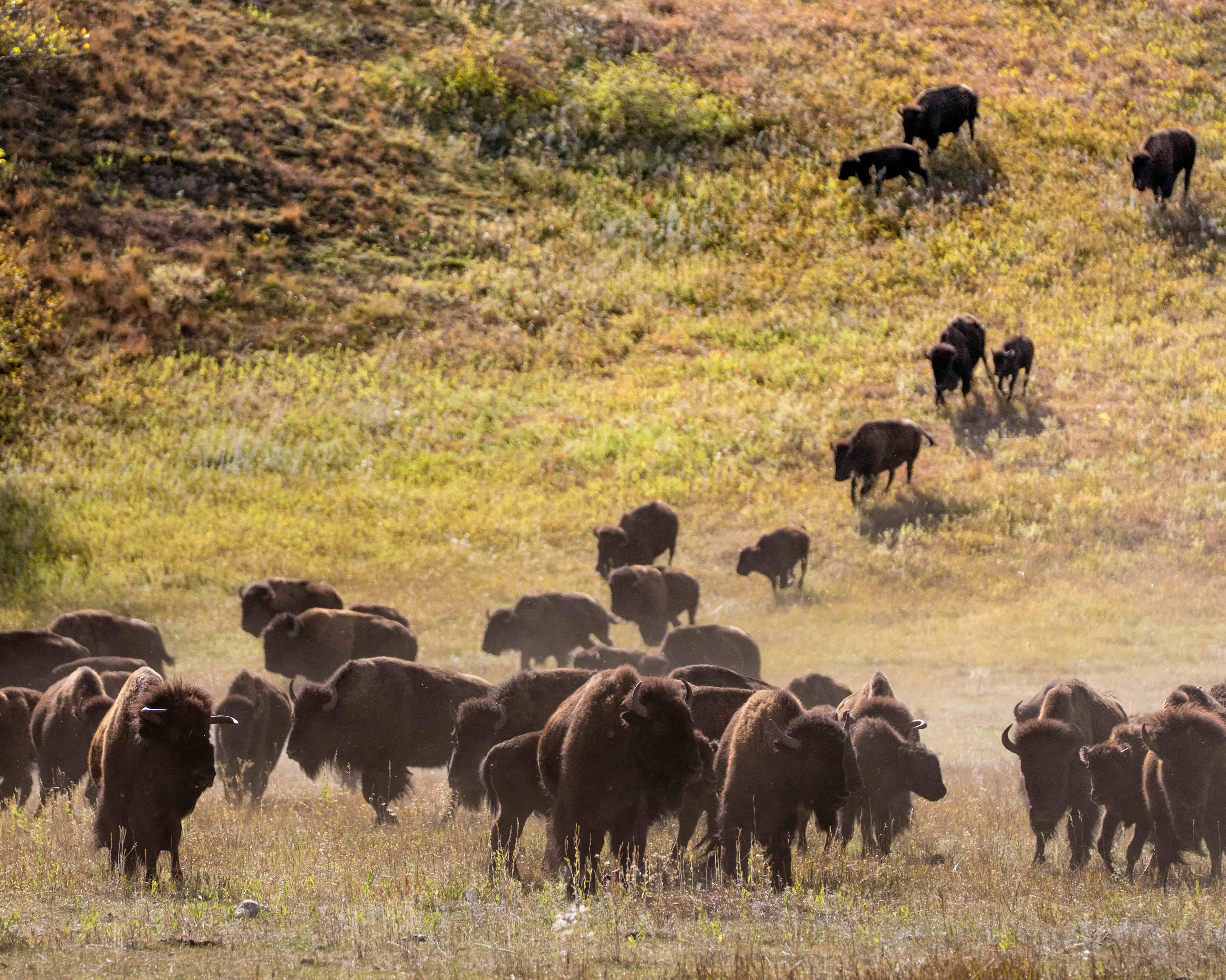 Buffalo in Custer State Park