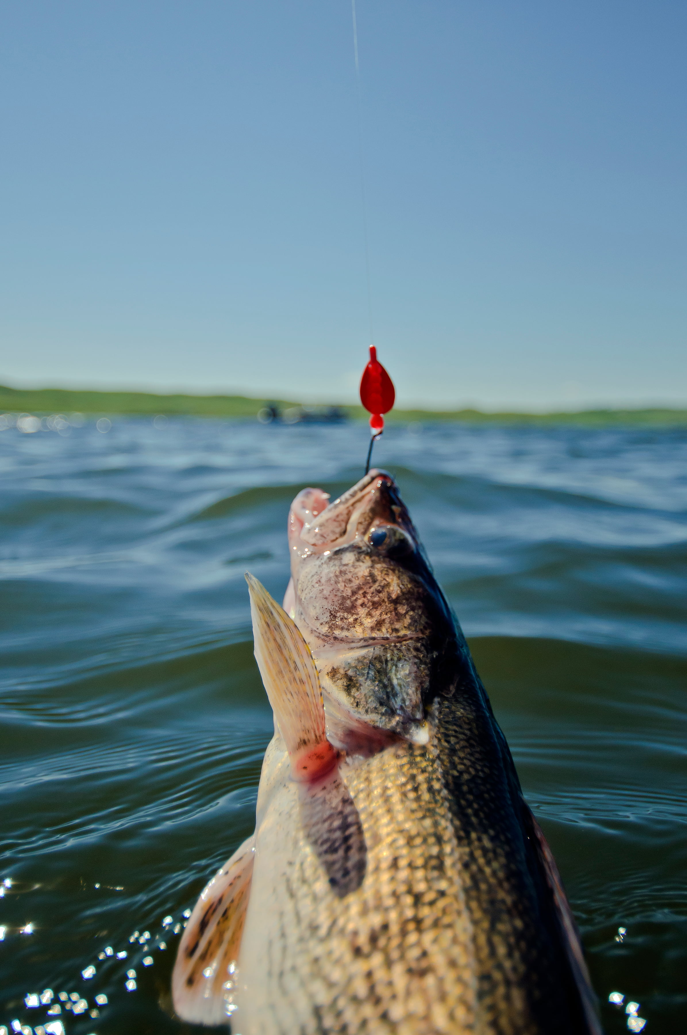 best fishing lures for south dakota Rapala Minnow Rap #7 / Malibu Dream The Minnow Rap is constructed of balsa wood and is the perfect match for non 5 Lures for Big Water