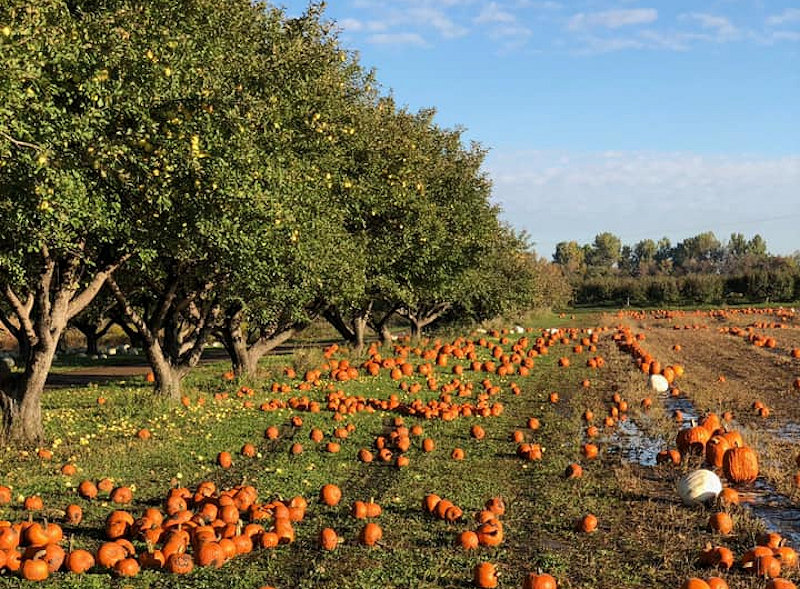 Country Apple Orchard Travel South Dakota