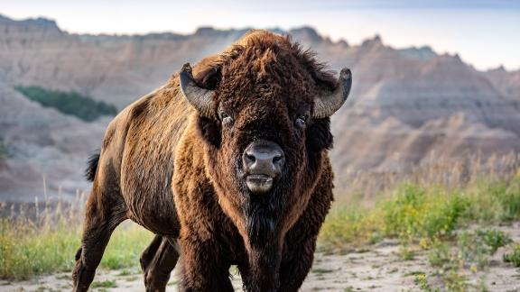 For Kids: Wildlife of South Dakota