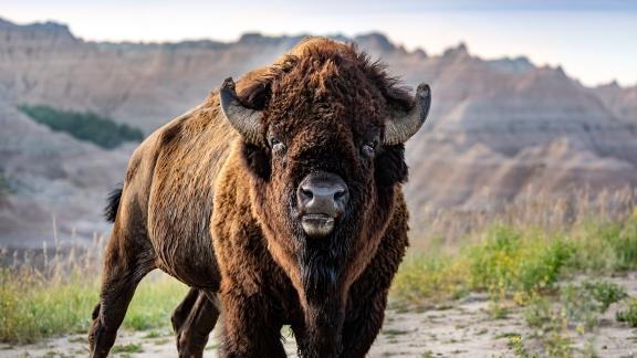 Wildlife of South Dakota | Travel South Dakota