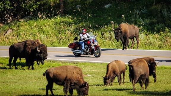 Motorradfahrer passieren eine Gruppe von Bisons