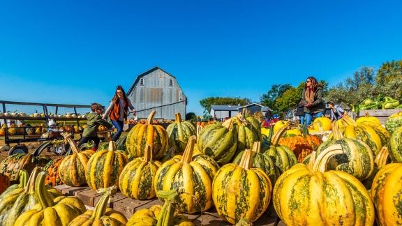 Kids and parents walking through Big Stone Pumpkin Patch