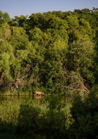 Deer on Water