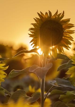 Sunflowers
