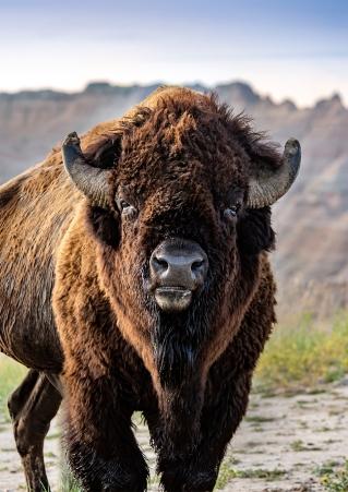 Buffalo