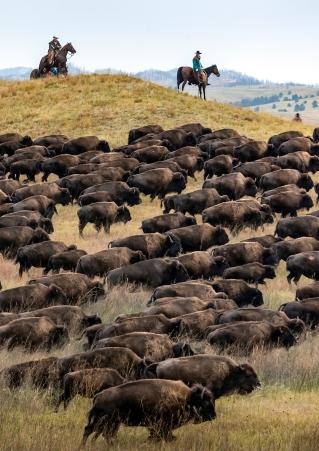 Custer State Park Buffalo Roundup