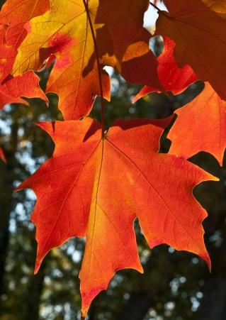 red orange leaves
