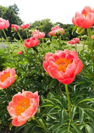 Tulips in the Brookings Area