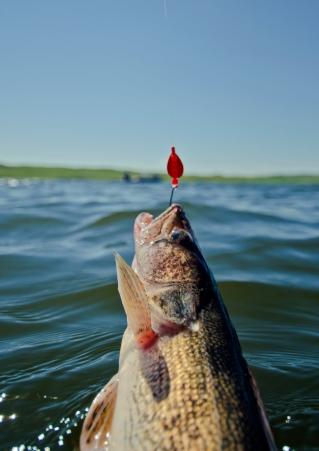 Fish on hook southeast