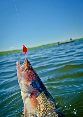 Fish on hook
