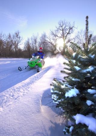 Snowmobiler cruising by tree