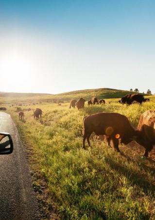 Custer State Park Road Trip