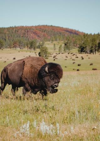 A bison stands in an open field with trees in the background