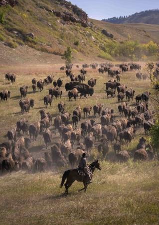 A cowboy on a black horse stands in the foreground, watching over hundreds of buffalo on flat land that extends into a hill