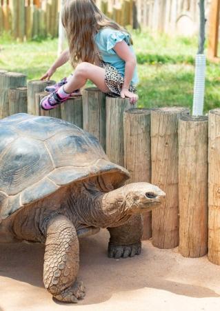 Giant encounters at Reptile Gardens