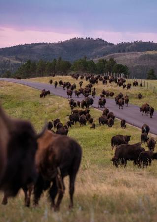 A large herd of American bison graze along the Wildlife Loop State Scenic Byway in Custer State Park, South Dakota.