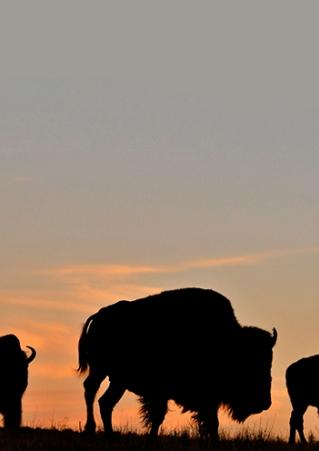 Buffalo at sunset