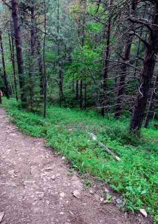 Black Hills tral