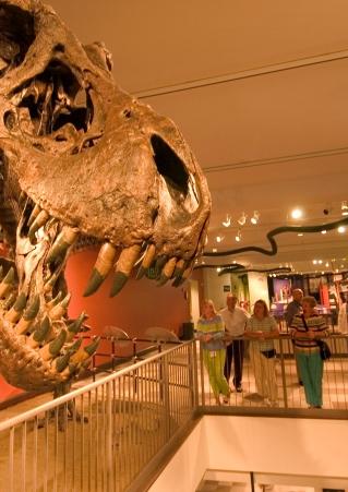 Washington Pavilion, Dinosaur skull, fossils