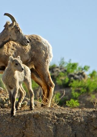Adult and baby big horn sheep