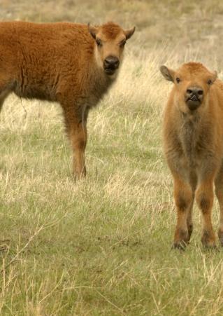 Baby bison