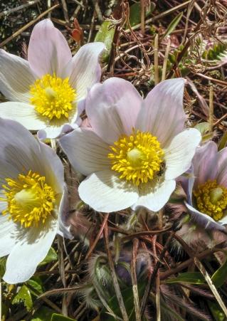 Spring flowers