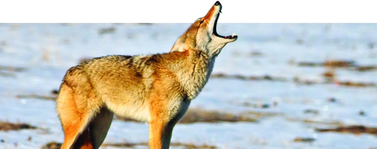 coyote howling