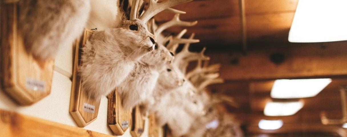jackalope
