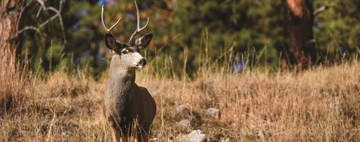 mule deer