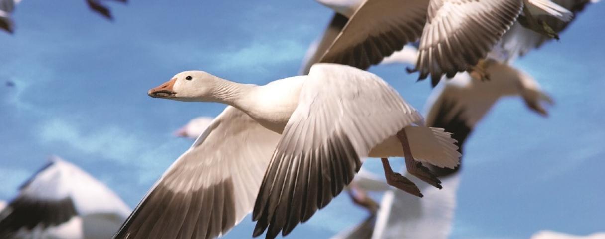 snow goose migration