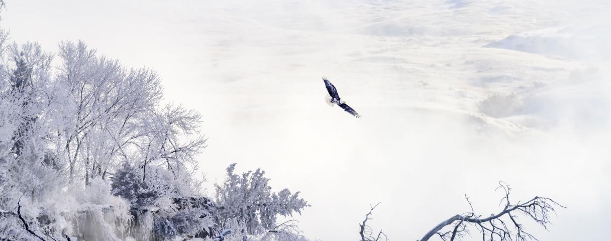 Foggy Eagle
