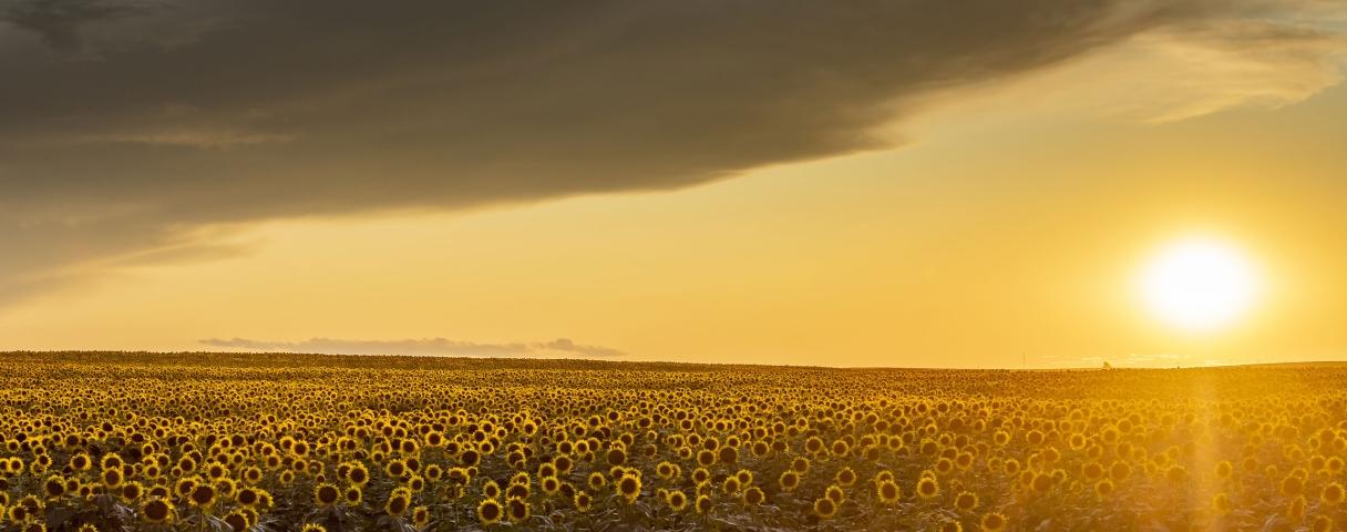 Landscape Sunflowers
