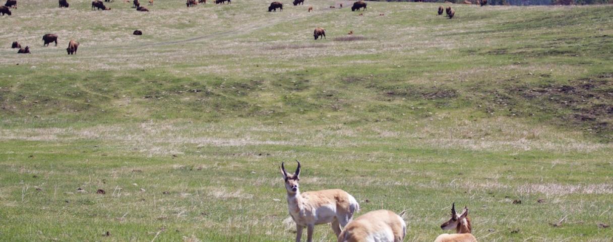 wildlife loop