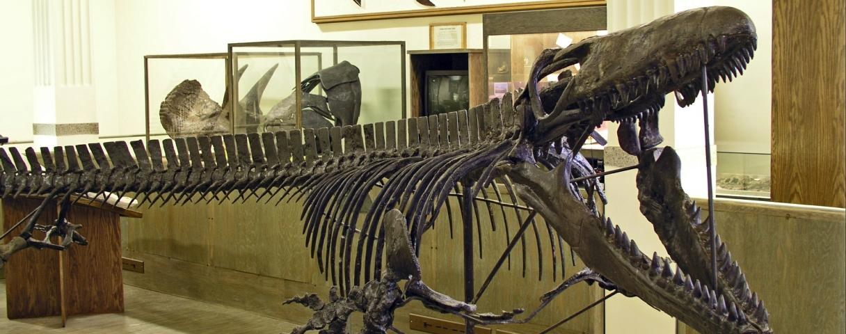 Museum of Geology