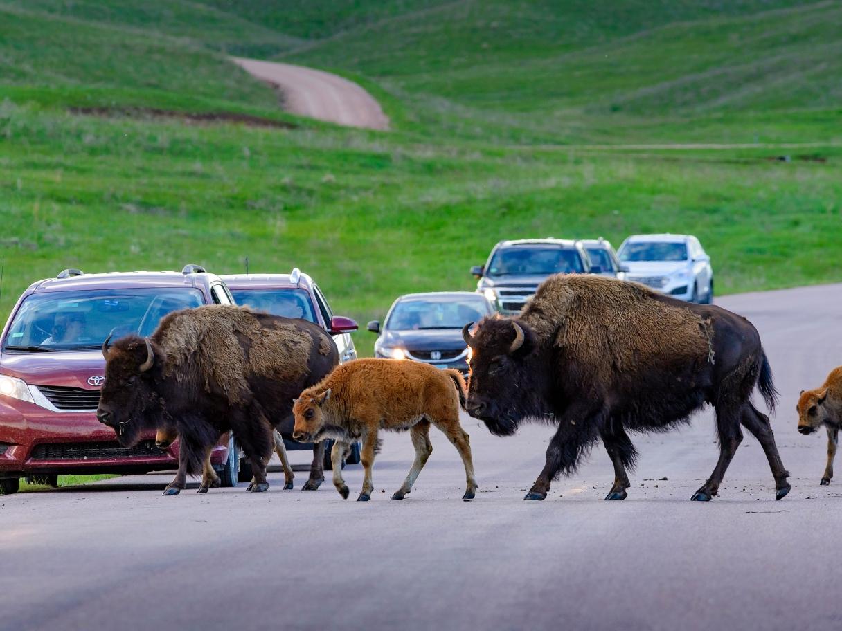 Bison in Custer State Park