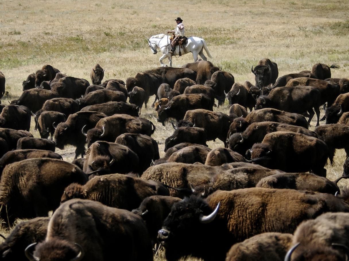 Buffalo roundup