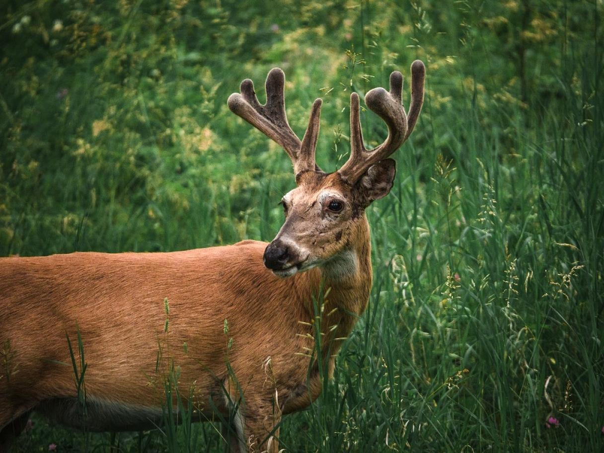 Wildlife