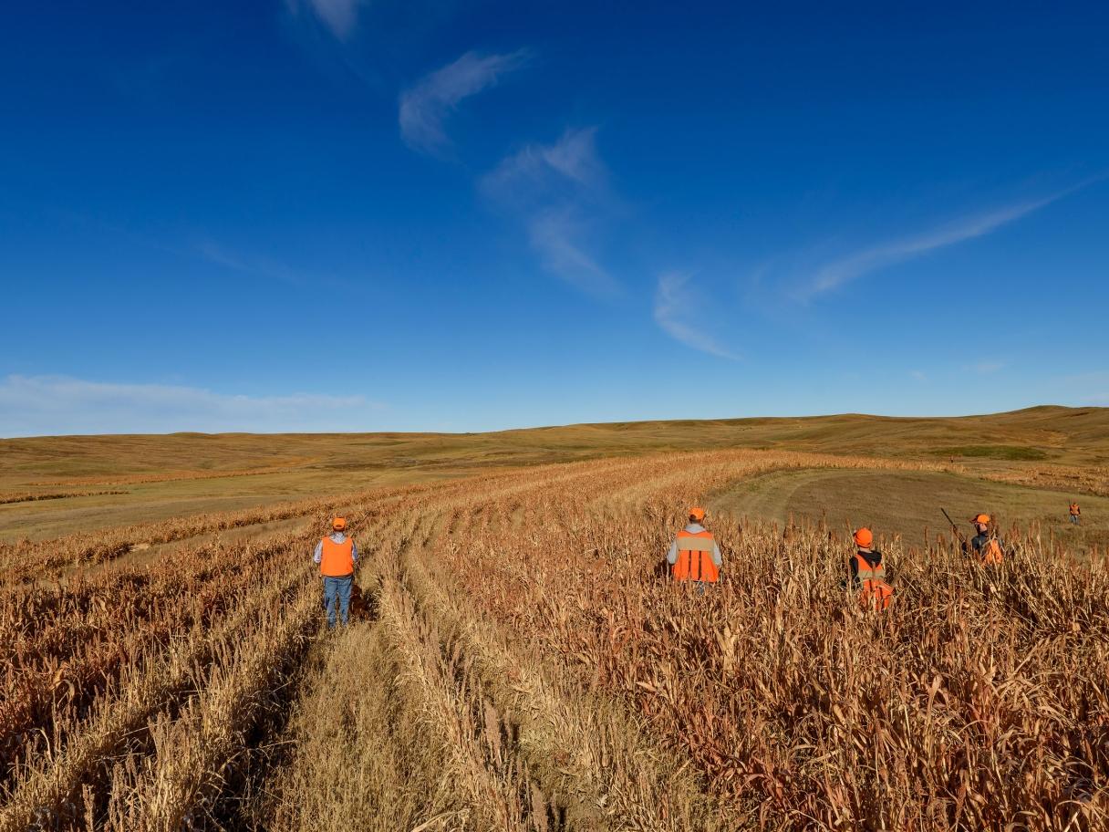 Pheasant hunters working South Dakota field
